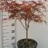 Acer Palmatum Peve Dave Japanese Maple 40-60 cm buy online UK.