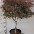Acer Palmatum Peve Dave Japanese Maple 60-80 cm buy online UK.