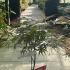 Acer Palmatum Peve Dave Japanese Maple 20-30 cm buy online UK.