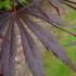 Acer Palmatum Peve Dave Japanese Maple