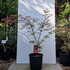 acerpinkpassion 1-1.25 m buy online UK.