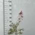Acer Palmatum Pink Passion 40-50 cm buy online UK.