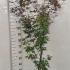 Acer Palmatum Pixie Japanese Maple 1.5-1.75 m buy online UK.