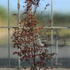 appi 1.75-2 m buy online UK.