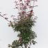 appi 1.25-1.5 m buy online UK.