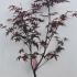 Acer Palmatum Red Emperor 80-100 cm buy online UK.