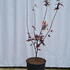 apre 80-100 cm buy online UK.