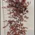 Acer Palmatum Red Emperor 1.5-1.75 m buy online UK.