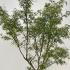 Acer Palmatum Red Pygmy 1.5-1.75 m buy online UK.