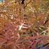 Acer Palmatum Red Pygmy tree in Autumn, part of our large collection of Japanese Acers for sale UK