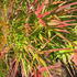 Acer palmatum Red Pygmy Japanese Maple with fine red strap like leaves