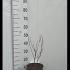 Acer Palmatum Red Wine Japanese Maple 30-40 cm buy online UK.