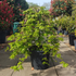 acpr 60-70 cm buy online UK.