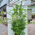acerpsa 1.75-2 m buy online UK.