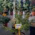 Acer Palmatum Sango Kaku 1-1.25 m buy online UK.