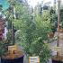 Acer Palmatum Sango Kaku 1.25-1.5 m buy online UK.