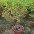 acerpsa 80-100 cm buy online UK.