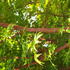 Acer palmatum Sango Kaku coral bark maple with golden yellow foliage and red stems