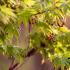 Summer foliage of Acer Sango Kaku