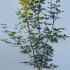 Acer Palmatum Scolopendrifolium 1.5-1.75 m buy online UK.