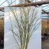 Acer Palmatum Scolopendrifolium 2-2.5 m buy online UK.