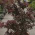 Acer Palmatum Shaina 1.25-1.5 m buy online UK.