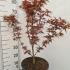 Acer Palmatum Shaina 40-60 cm buy online UK.