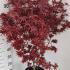 Acer Palmatum Shaina 80-100 cm buy online UK.
