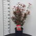 acershaina 60-80 cm buy online UK.
