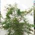 Acer Palmatum Shindeshojo - Spring Ruby Tree 1.25-1.5 m buy online UK.