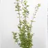 acerpalmjapaureum 1-1.25 m buy online UK.