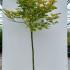 Acer Palmatum Shirasawanum Aureum 1.5-1.75 m buy online UK.