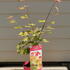 acerpalmjapaureum 40-60 cm buy online UK.