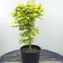 acerpalmjapaureum 60-80 cm buy online UK.