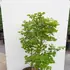 acerpalmjapaureum 80-100 cm buy online UK.