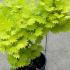 Acer palmatum Shirasawanum Aureum foliage with soft green leaves and golden undertones