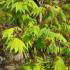 Acer Palmatum Shirasawanum Aureum, Japanese Acers UK