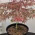 Acer Palmatum Shirazz 30-50 cm buy online UK.