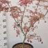 Acer Palmatum Shirazz 80-100 cm buy online UK.