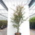 acerps 1.75-2 m buy online UK.