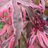 Acer Palmatum Shirazz, a relatively new variety with vibrant variegated foliage, buy online with UK delivery