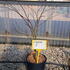 acerps 60-80 cm buy online UK.