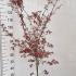 Acer Palmatum Shirazz 1.25-1.5 m buy online UK.