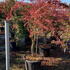 Acer Palmatum Shirazz, a new variety of variegated Acer or Japanese Maple (common name Gwen’s Rose Delight)