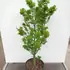 acerpalmshish 1-1.25 m buy online UK.