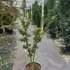 acerpalmshish 1.25-1.5 m buy online UK.