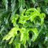 Acer shishigashira with dense, crinkled green foliage