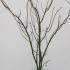 acerpalmshish 1-1.25 m buy online UK.