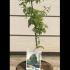 acerpalmshish 40-50 cm buy online UK.