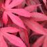 Acer Palmatum Skeeters Broom